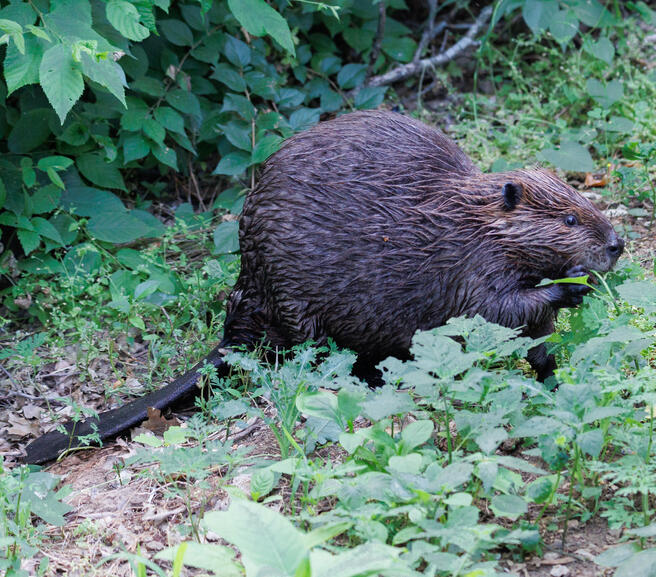Beaver