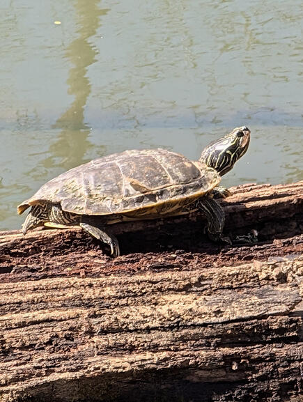 Pond Slider