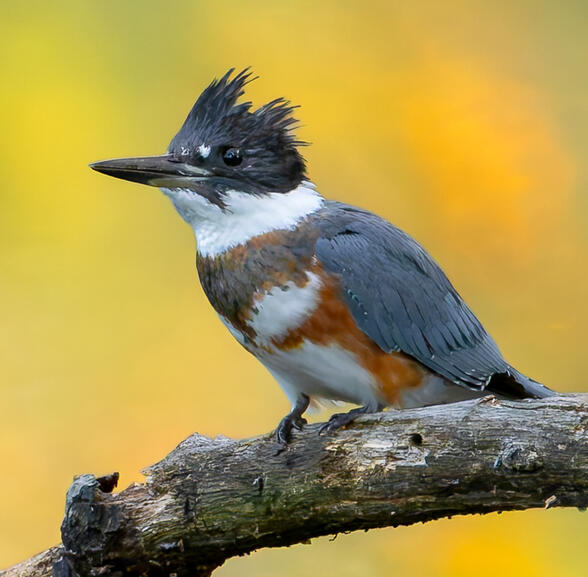 Belted Kingfisher