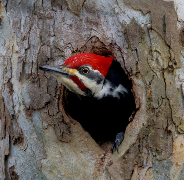 Pileated Woodpecker