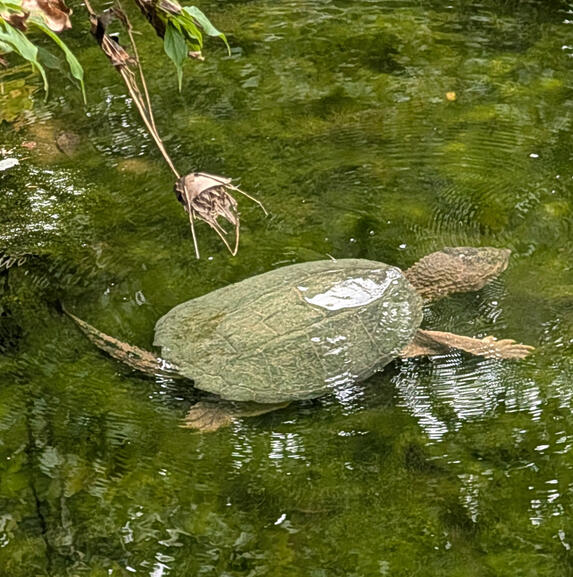 Common Snapping Turtle
