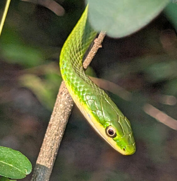 Rough Greensnake