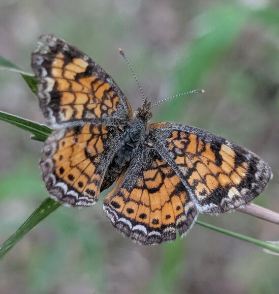 Pearl Crescent