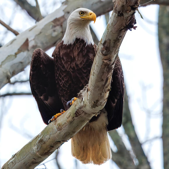 Bald Eagle
