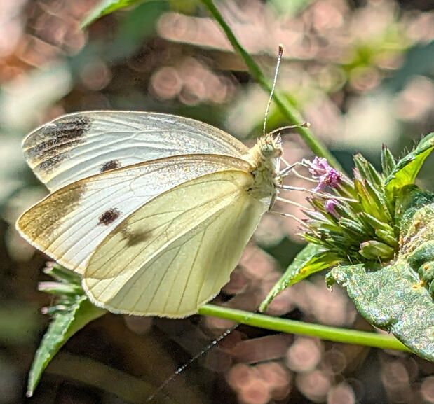 Cabbage White