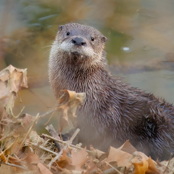 River Otter