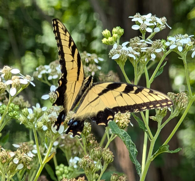 Easter Tiger Swallowtail