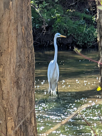 Great Egret