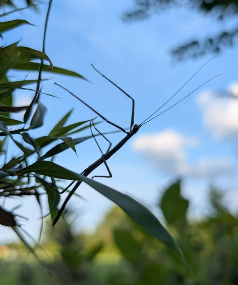 Walking Stick