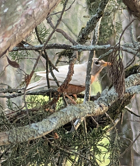 Leucistic American Robin