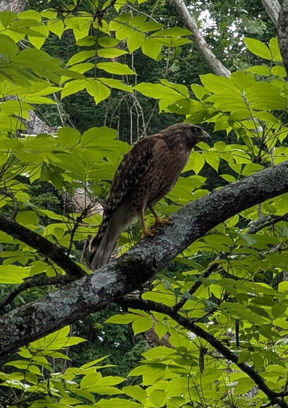 Red Shouldered Hawk