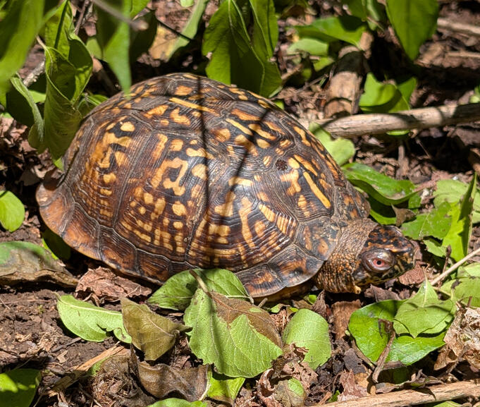 Box Turtle