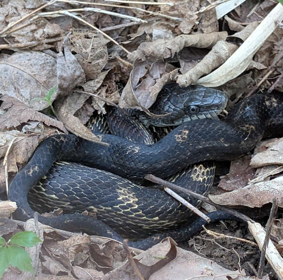 Central Ratsnake