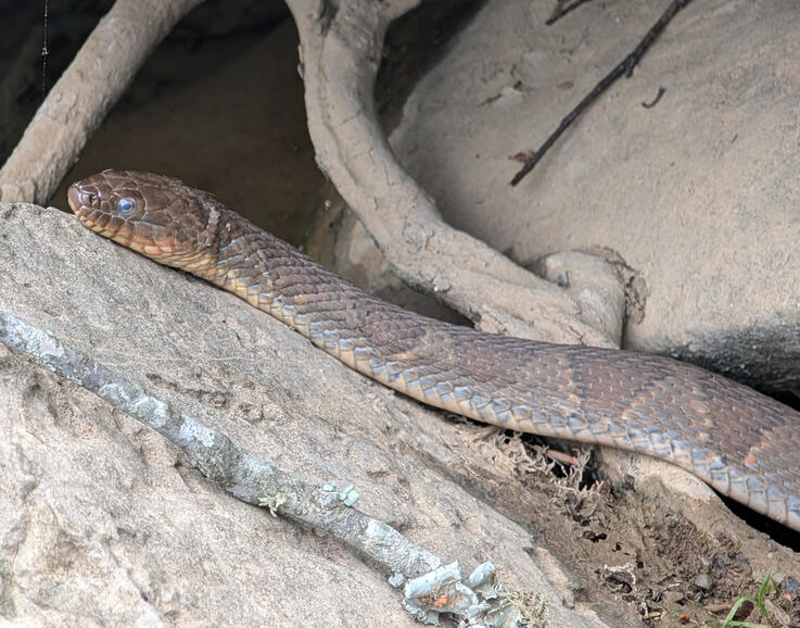 Common Watersnake