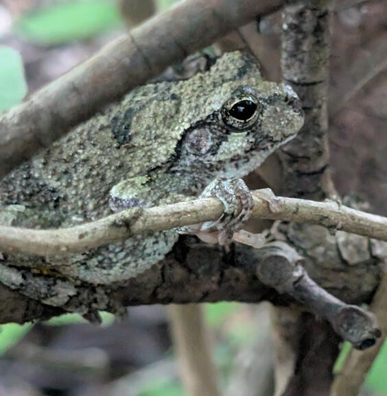 Gray Treefrog