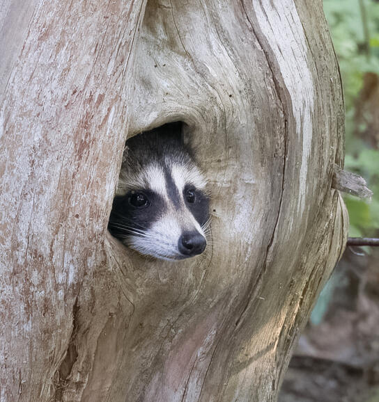 Raccoon