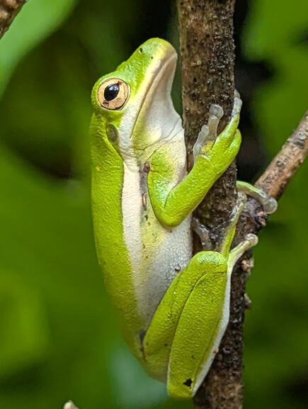 Green Treefrog