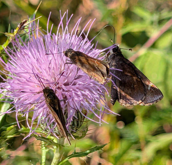 Clouded Skipper
