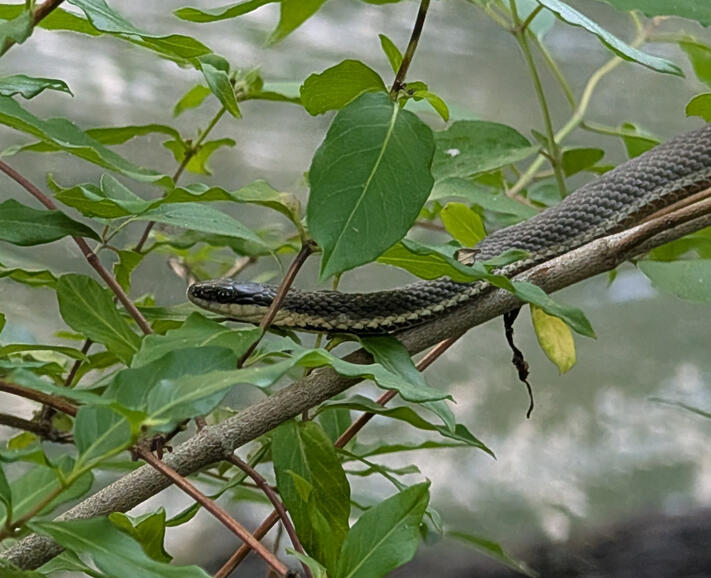 Queensnake