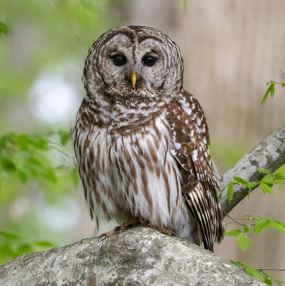 Barred Owl