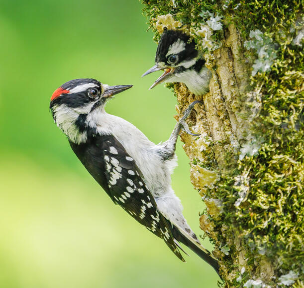 Downy Woodpecker