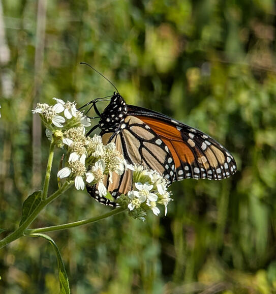 Monarch