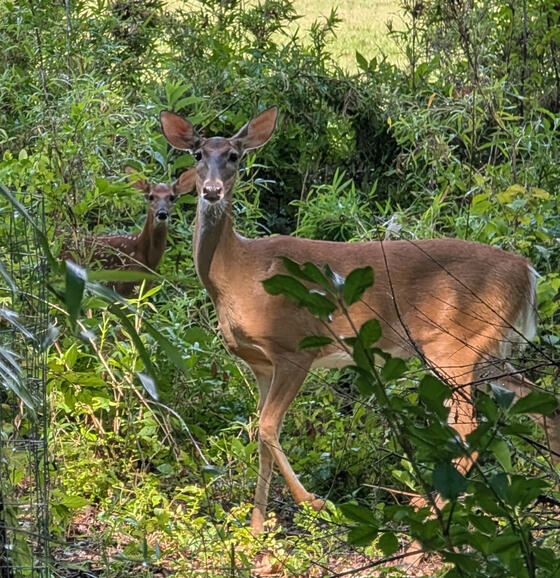 Deer
