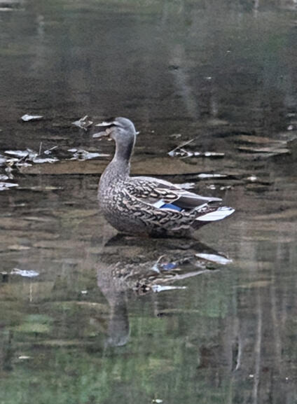 Mallard (female)