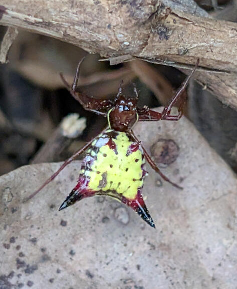 Arrow Shaped Orbweaver