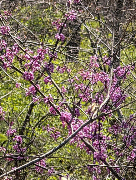 Redbud