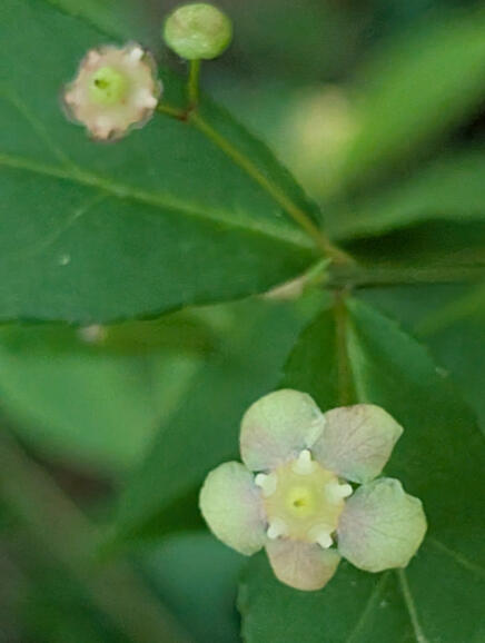 Strawberry Bush