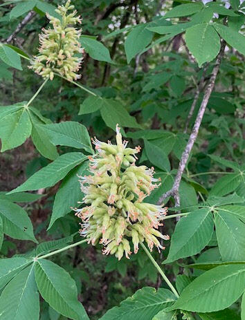 Ohio Buckeye