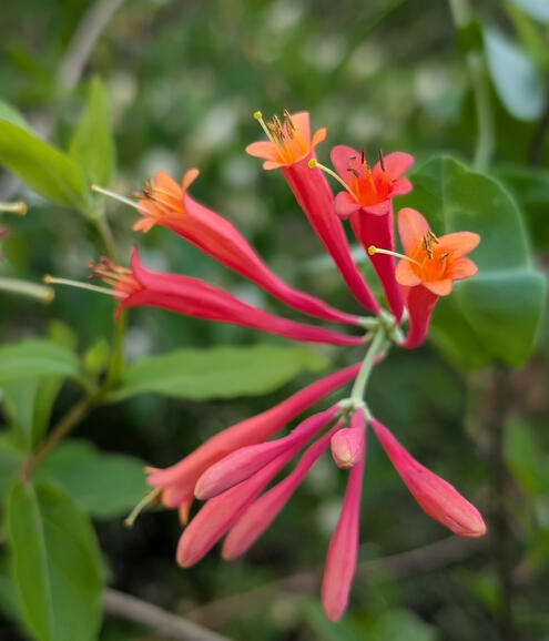 Coral Honeysuckle