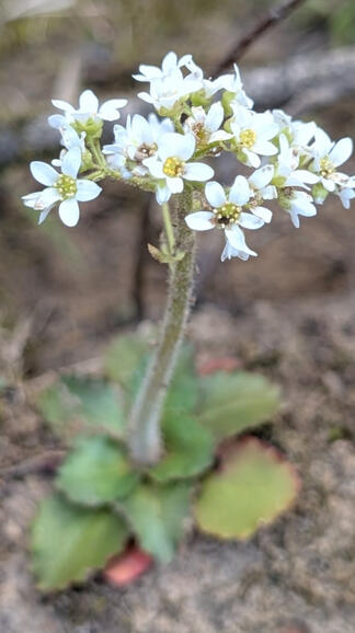 Virginia Saxifrage