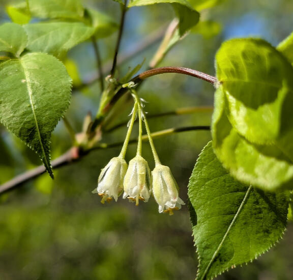 Bladdernut