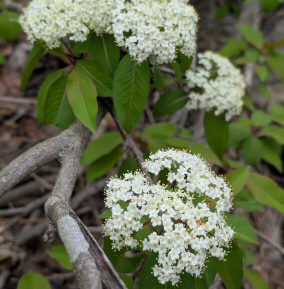 Rusty Blackhaw Viburnum