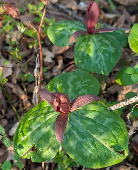 Sweet Betsy Trillium
