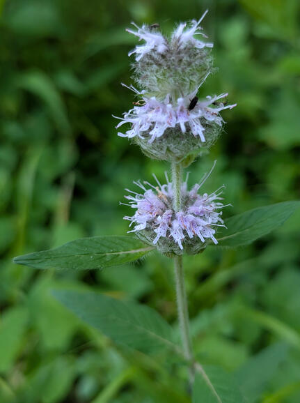 Downy Wood Mint