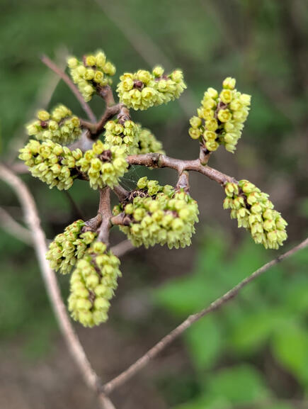 Aromatic Sumac