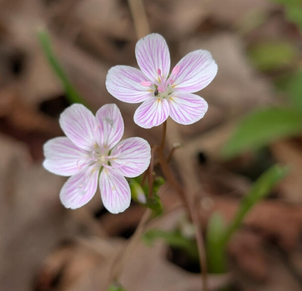 Spring Beauty