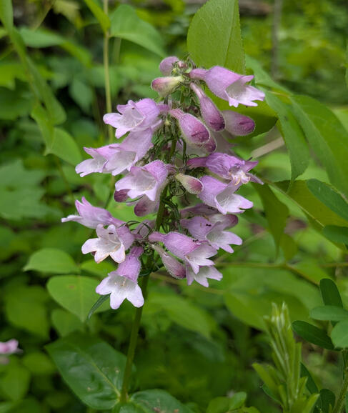 Beardtongue