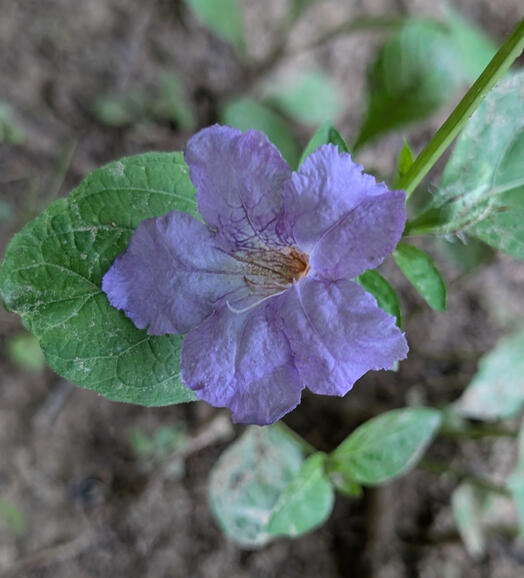 Smooth Wild Petunia