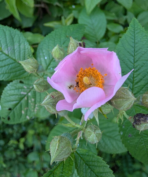 Climbing Prairie Rose