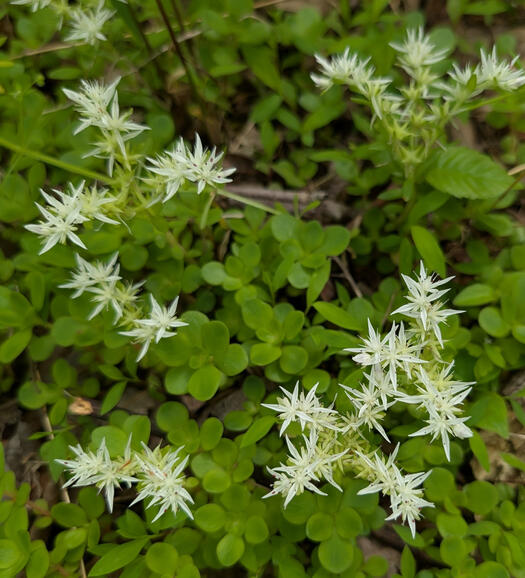 Woodland Stonecrop