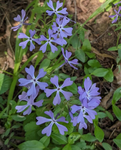 Woodland Phlox