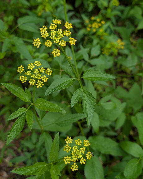Golden Alexanders