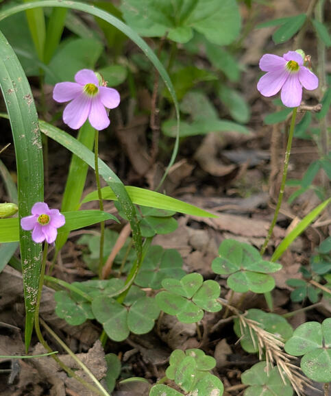 Violet Woodsorrel