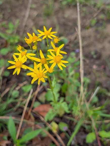Butterweed