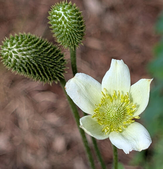 Thimbleweed
