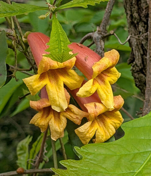 Cross Vine